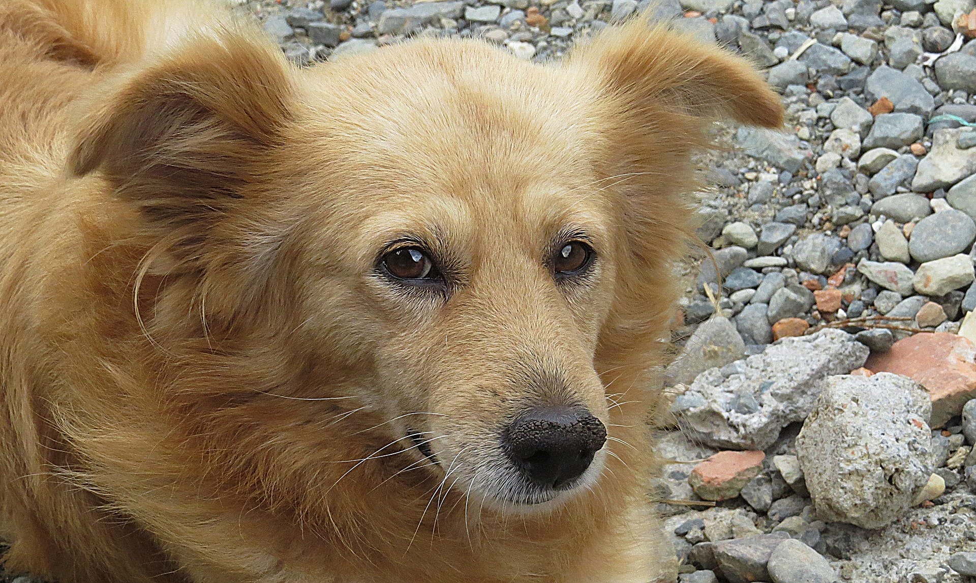 Perchè I Cani Si Rotolano Nella Cacca